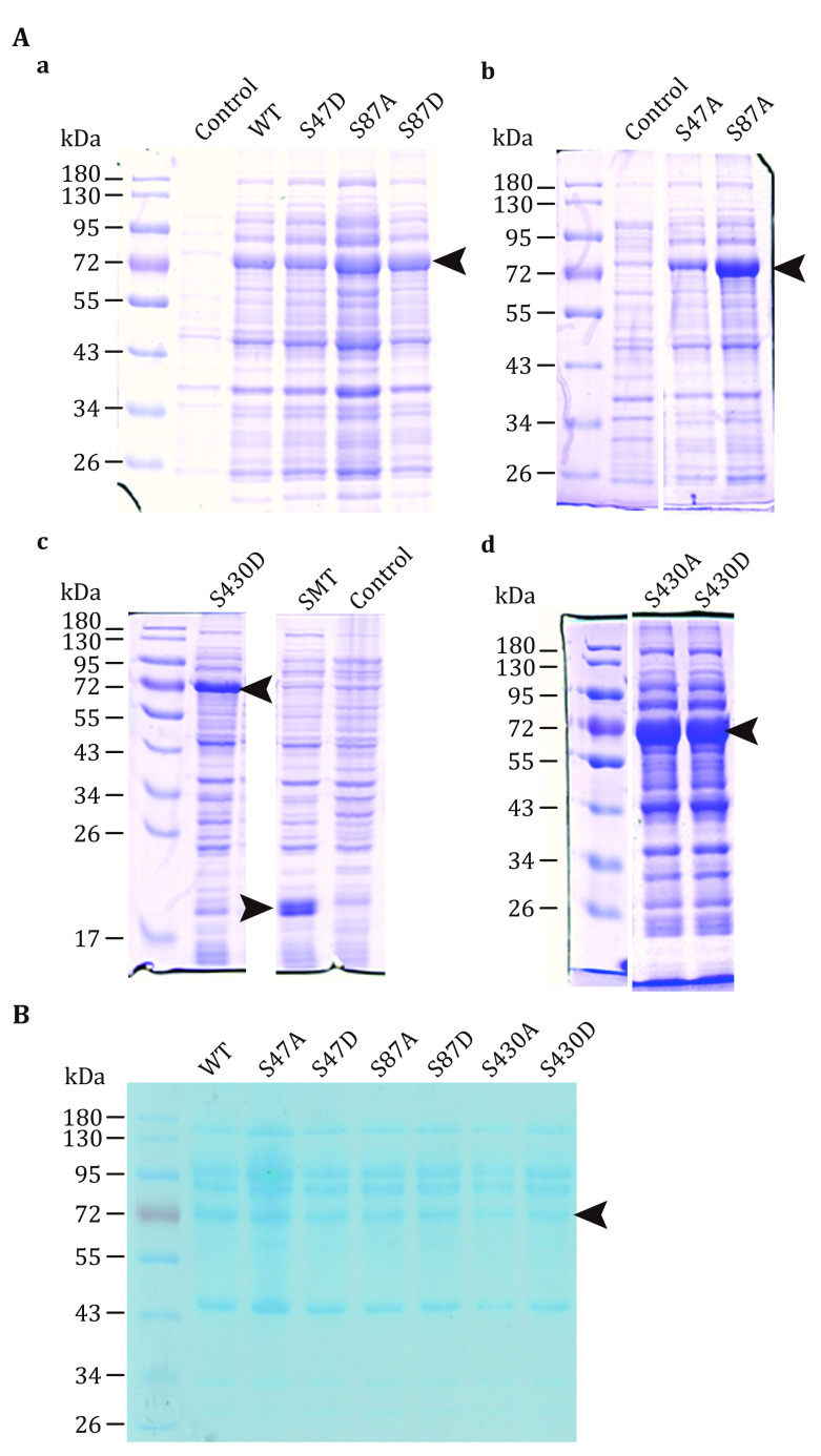 Measurement of ATGL activity using adiposomes.