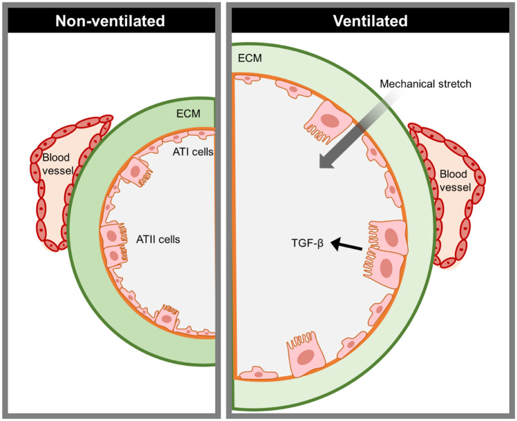 A Review of Persistent Post-COVID Syndrome (PPCS).