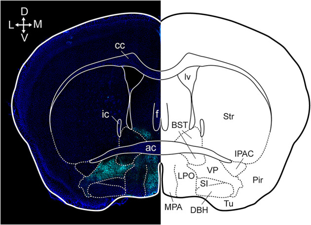 Ventral pallidal regulation of motivated behaviors and reinforcement.