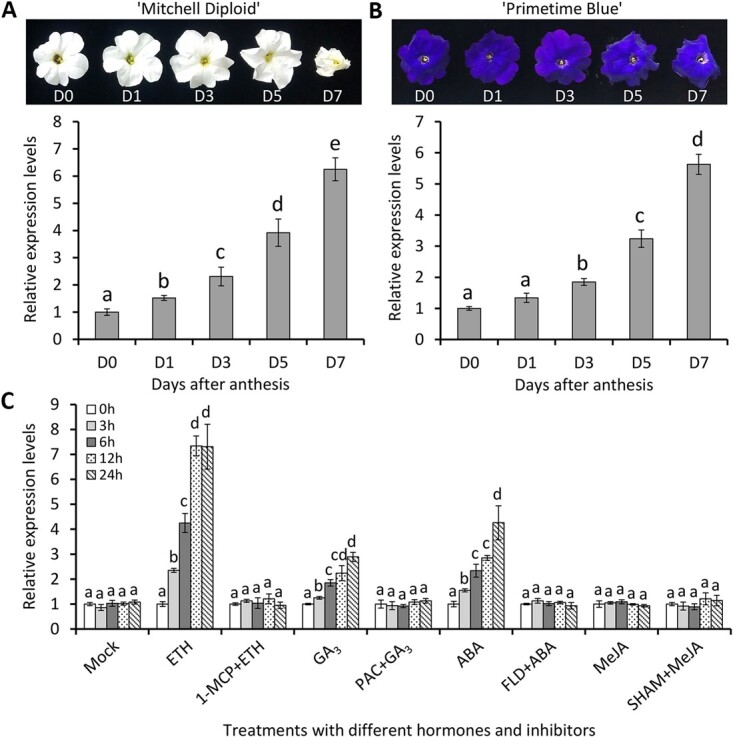 A petunia transcription factor, <i>PhOBF1</i>, regulates flower senescence by modulating gibberellin biosynthesis.