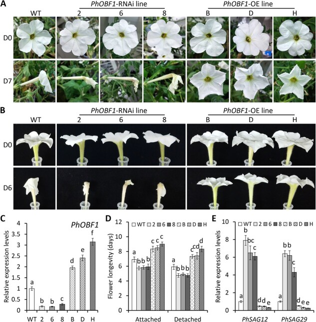 A petunia transcription factor, <i>PhOBF1</i>, regulates flower senescence by modulating gibberellin biosynthesis.