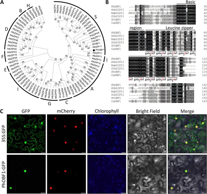 A petunia transcription factor, <i>PhOBF1</i>, regulates flower senescence by modulating gibberellin biosynthesis.