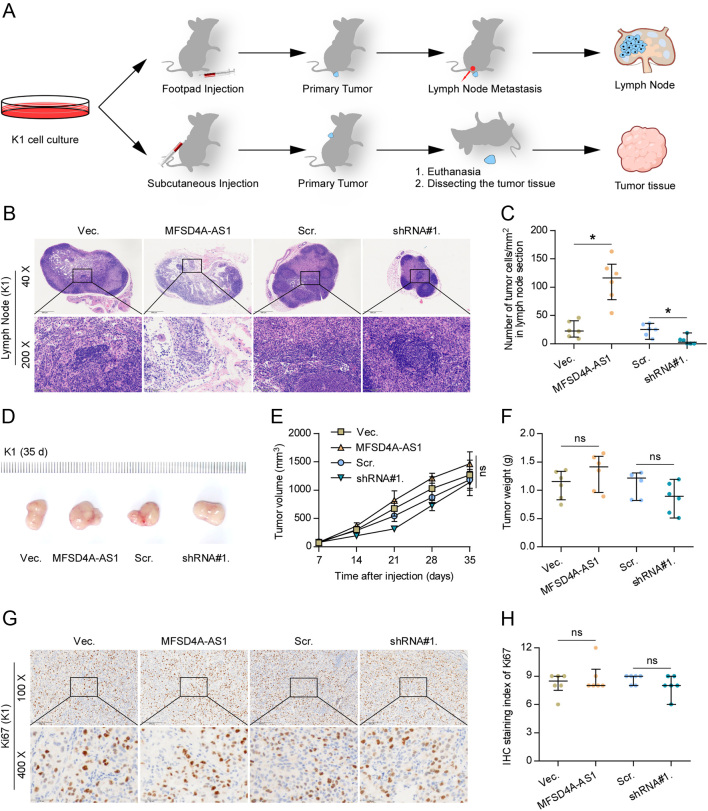 Long non-coding RNA MFSD4A-AS1 promotes lymphangiogenesis and lymphatic metastasis of papillary thyroid cancer.