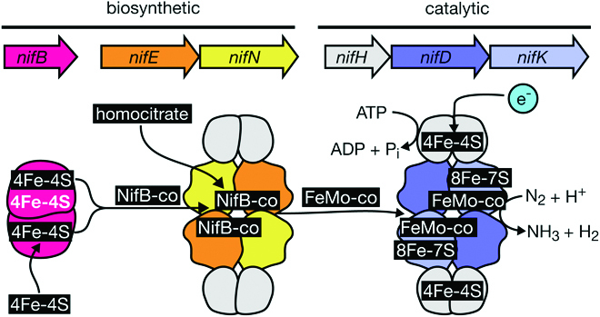 Engineering Nitrogenases for Synthetic Nitrogen Fixation: From Pathway Engineering to Directed Evolution.