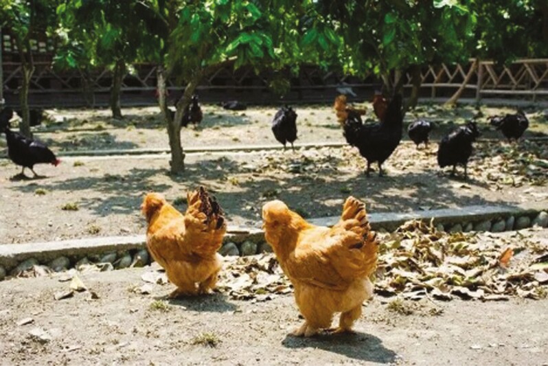 Cage-free eggs in China.