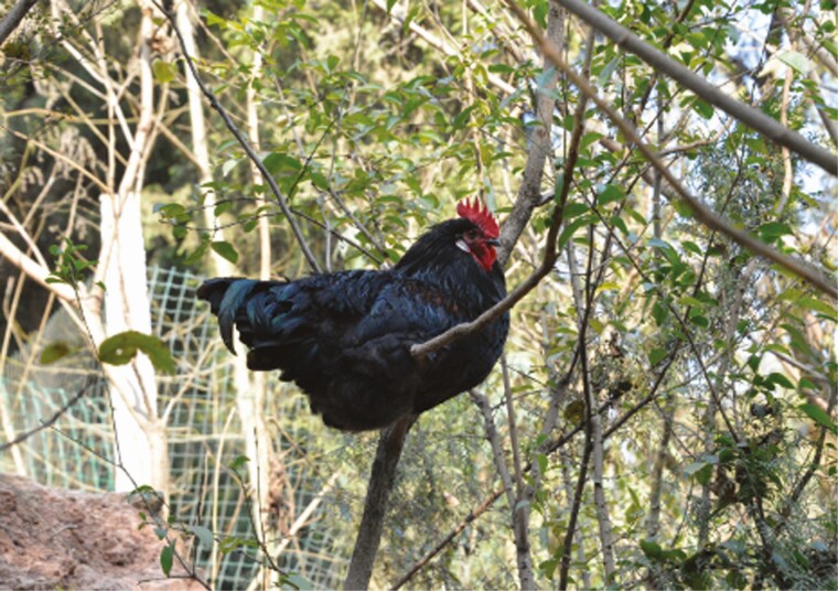 Cage-free eggs in China.