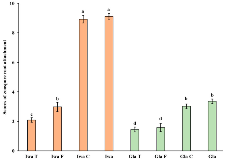 Enzymatic Investigation of <i>Spongospora subterranea</i> Zoospore Attachment to Roots of Potato Cultivars Resistant or Susceptible to Powdery Scab Disease.