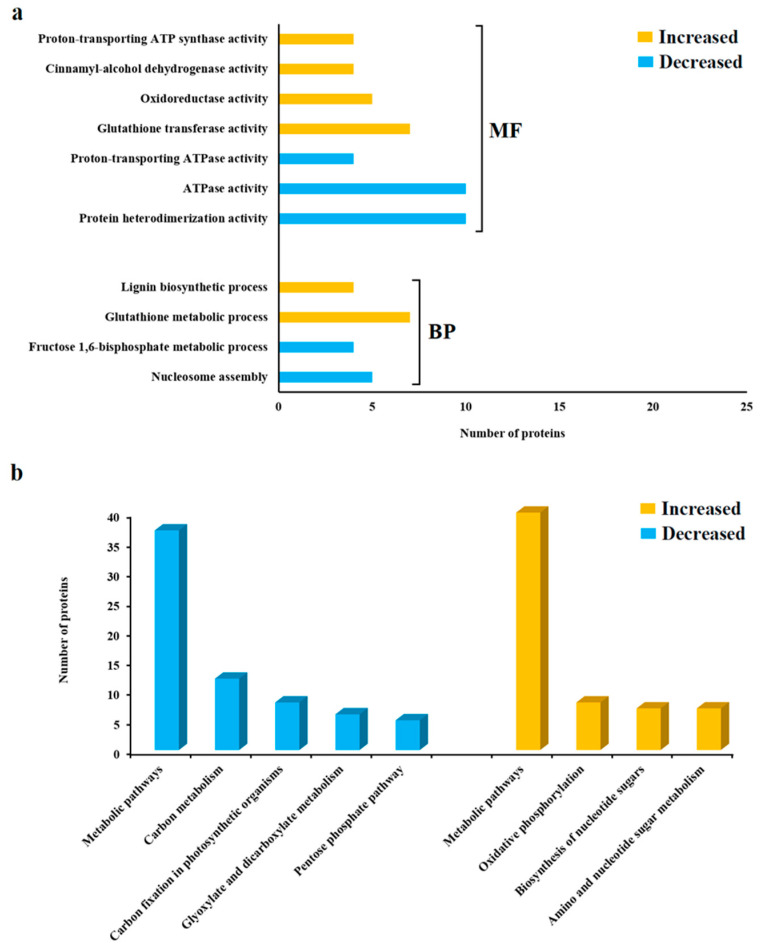 Enzymatic Investigation of <i>Spongospora subterranea</i> Zoospore Attachment to Roots of Potato Cultivars Resistant or Susceptible to Powdery Scab Disease.