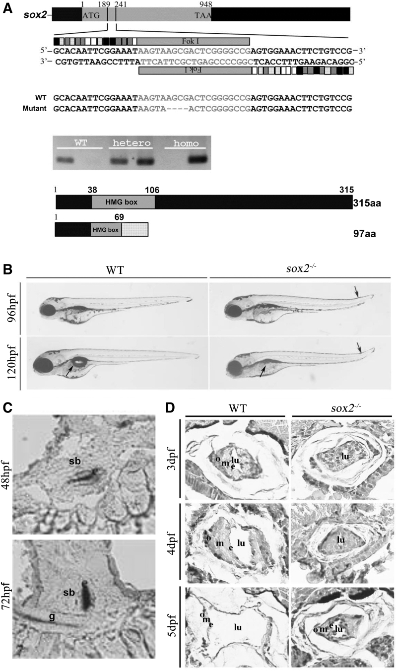 Zebrafish <i>sox2</i> Is Required for the Swim Bladder Inflation by Controlling the Swim-Up Behavior.