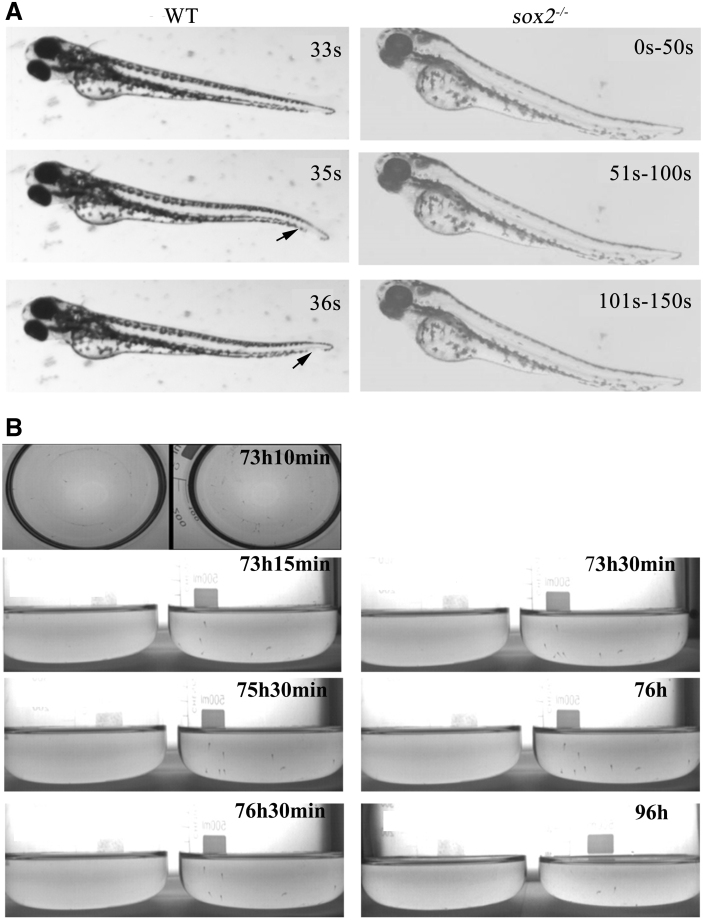 Zebrafish <i>sox2</i> Is Required for the Swim Bladder Inflation by Controlling the Swim-Up Behavior.