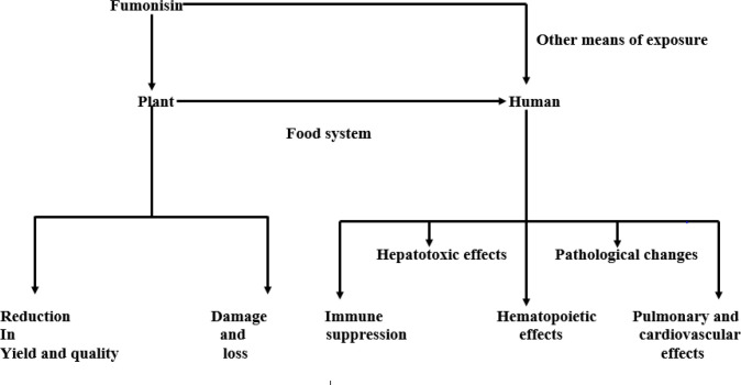 <i>Fusarium verticillioides</i> of maize plant: Potentials of propitious phytomicrobiome as biocontrol agents.