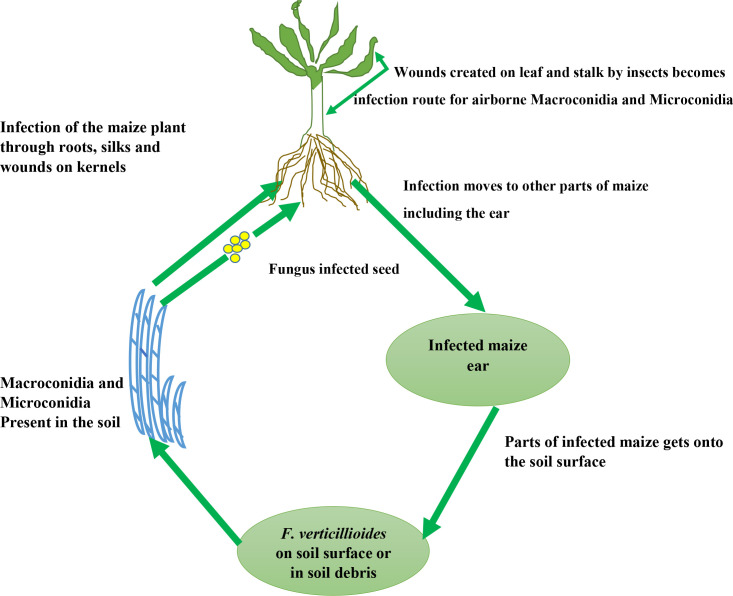 <i>Fusarium verticillioides</i> of maize plant: Potentials of propitious phytomicrobiome as biocontrol agents.