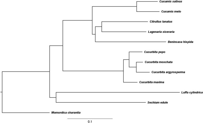 Identification of clade-wide putative <i>cis</i>-regulatory elements from conserved non-coding sequences in Cucurbitaceae genomes.