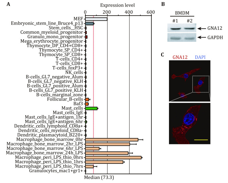 GNA12 regulates C5a-induced migration by downregulating C5aR1-PLCβ2-PI3K-AKT-ERK1/2 signaling.