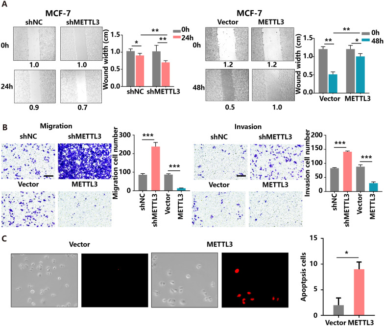 METTL3 depletion contributes to tumour progression and drug resistance via N6 methyladenosine-dependent mechanism in HR+HER2-breast cancer.