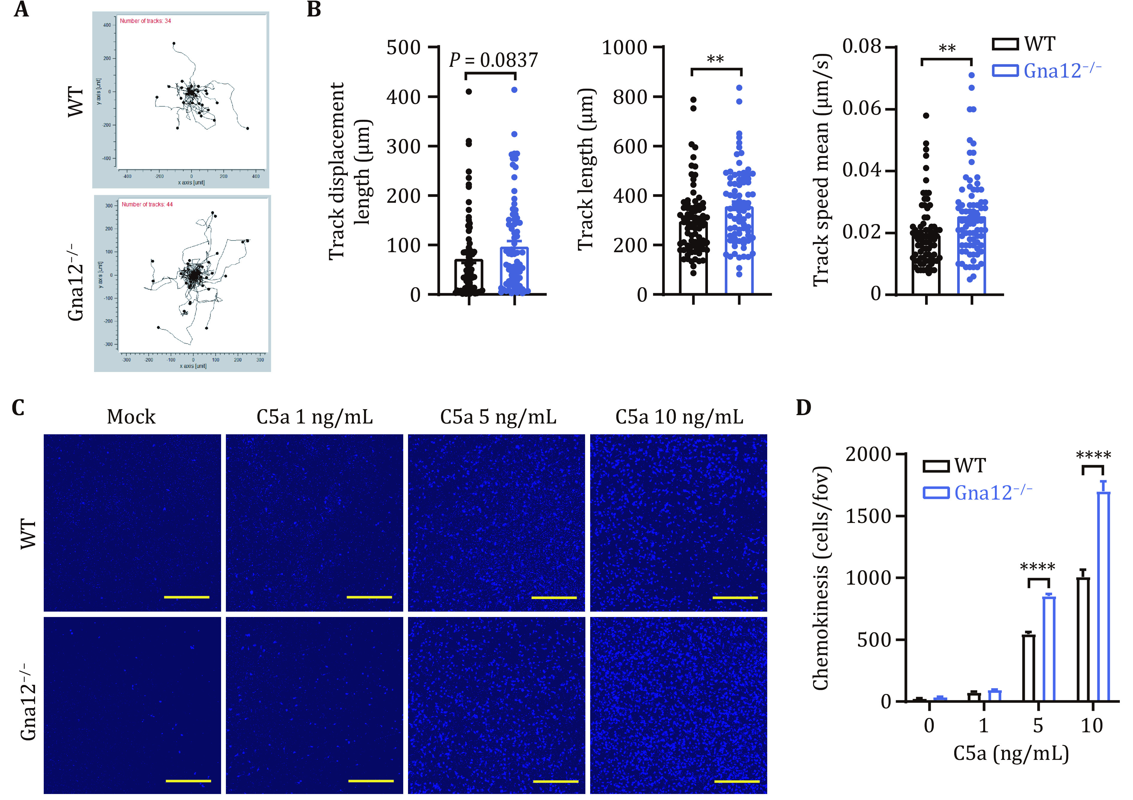 GNA12 regulates C5a-induced migration by downregulating C5aR1-PLCβ2-PI3K-AKT-ERK1/2 signaling.