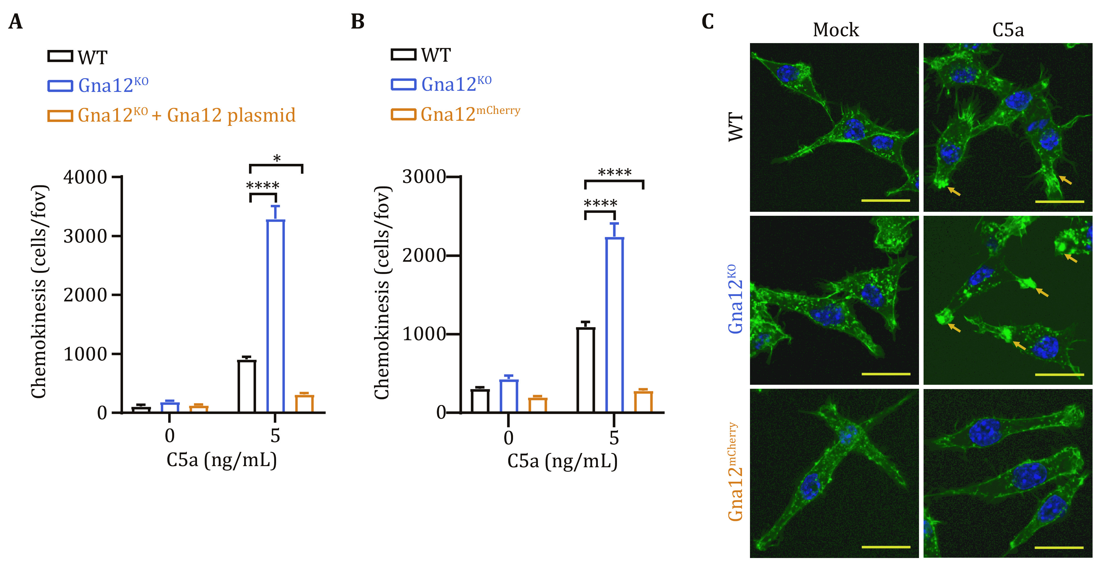 GNA12 regulates C5a-induced migration by downregulating C5aR1-PLCβ2-PI3K-AKT-ERK1/2 signaling.