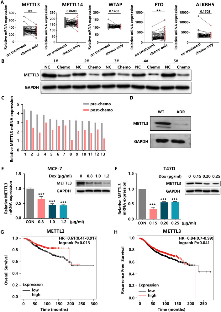 METTL3 depletion contributes to tumour progression and drug resistance via N6 methyladenosine-dependent mechanism in HR+HER2-breast cancer.