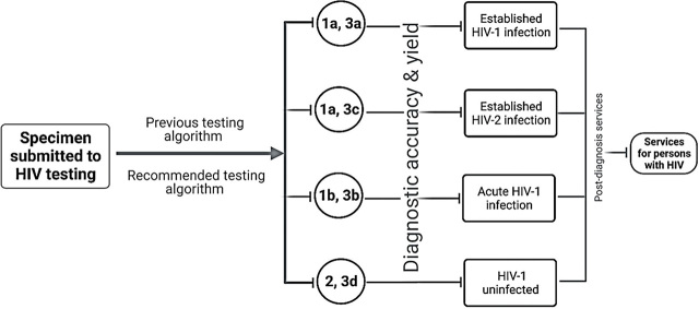 The contemporary immunoassays for HIV diagnosis: a concise overview.