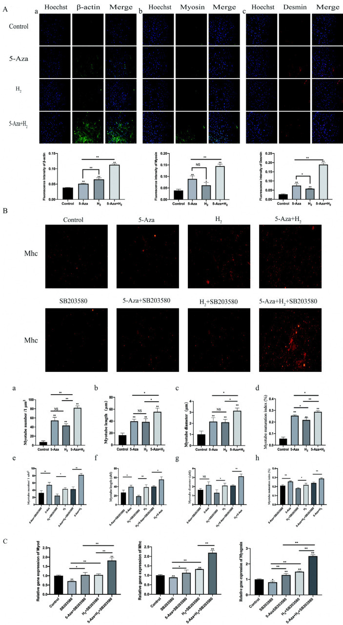 Synergistic Effect of Hydrogen and 5-Aza on Myogenic Differentiation through the p38 MAPK Signaling Pathway in Adipose-Derived Mesenchymal Stem Cells.