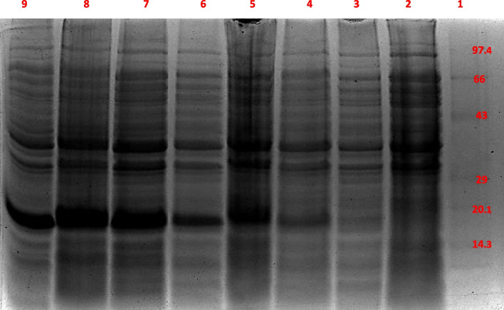 A novel anti-lipopolysaccharide factor from blue swimmer crab Portunus pelagicus and its cytotoxic effect on the prokaryotic expression host, E. coli on heterologous expression.