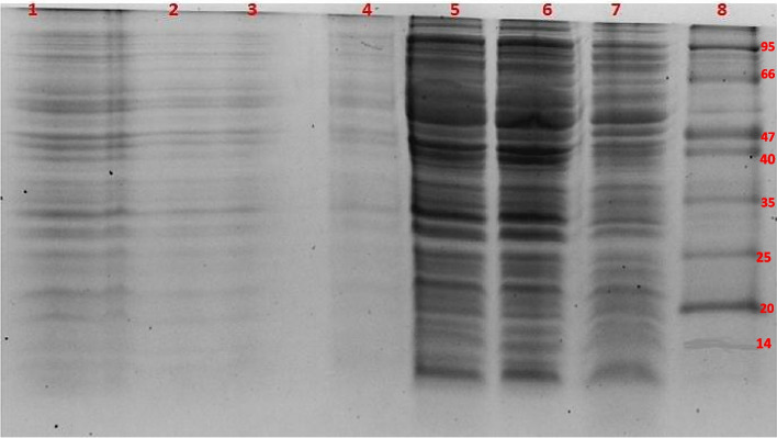 A novel anti-lipopolysaccharide factor from blue swimmer crab Portunus pelagicus and its cytotoxic effect on the prokaryotic expression host, E. coli on heterologous expression.