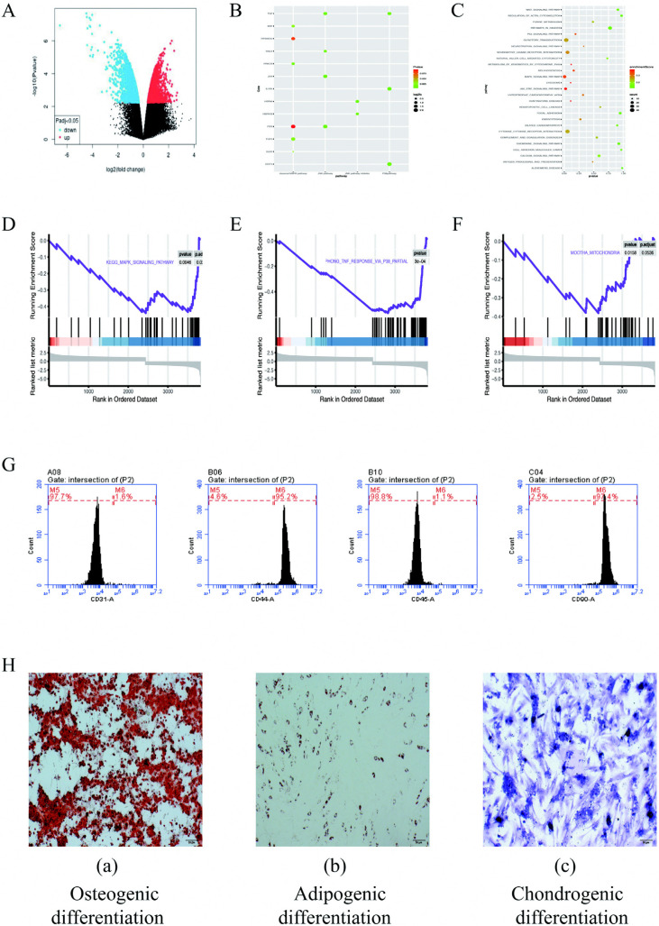 Synergistic Effect of Hydrogen and 5-Aza on Myogenic Differentiation through the p38 MAPK Signaling Pathway in Adipose-Derived Mesenchymal Stem Cells.