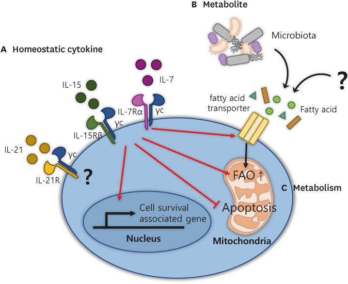 The Function of Memory CD8+ T Cells in Immunotherapy for Human Diseases.