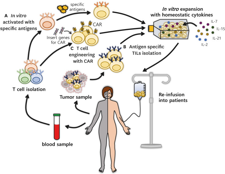 The Function of Memory CD8+ T Cells in Immunotherapy for Human Diseases.