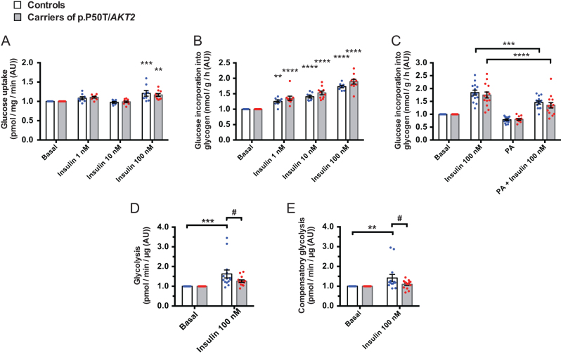 Finnish-specific AKT2 gene variant leads to impaired insulin signalling in myotubes.