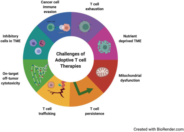 Metabolic Challenges in Anticancer CD8 T Cell Functions.