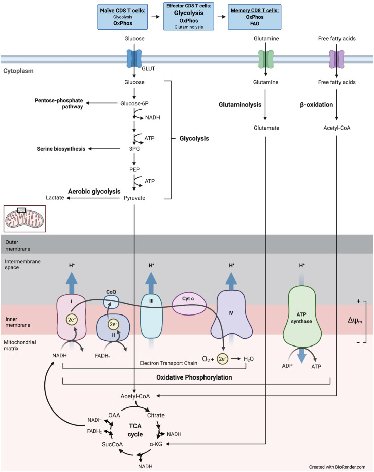 Metabolic Challenges in Anticancer CD8 T Cell Functions.