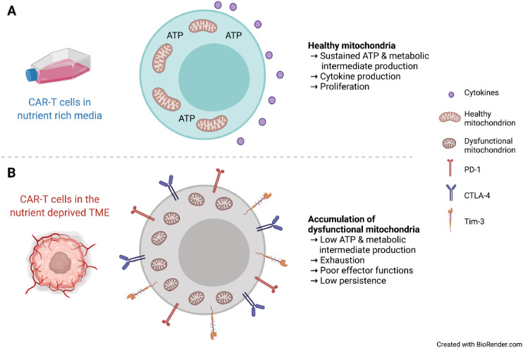 Metabolic Challenges in Anticancer CD8 T Cell Functions.