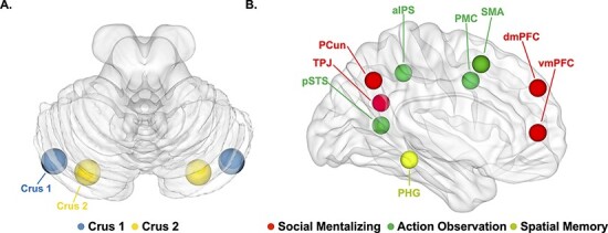 Mind your step: social cerebellum in interactive navigation.