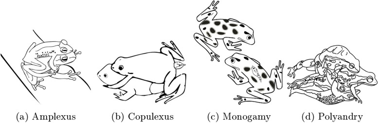 A review of the reproductive system in anuran amphibians.