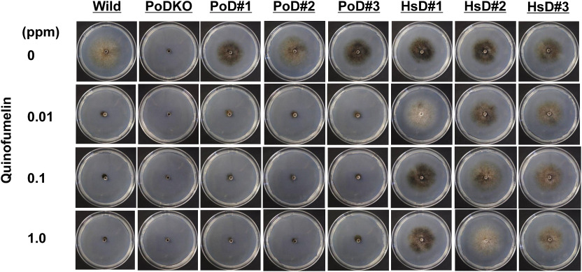 Novel fungicide quinofumelin shows selectivity for fungal dihydroorotate dehydrogenase over the corresponding human enzyme.