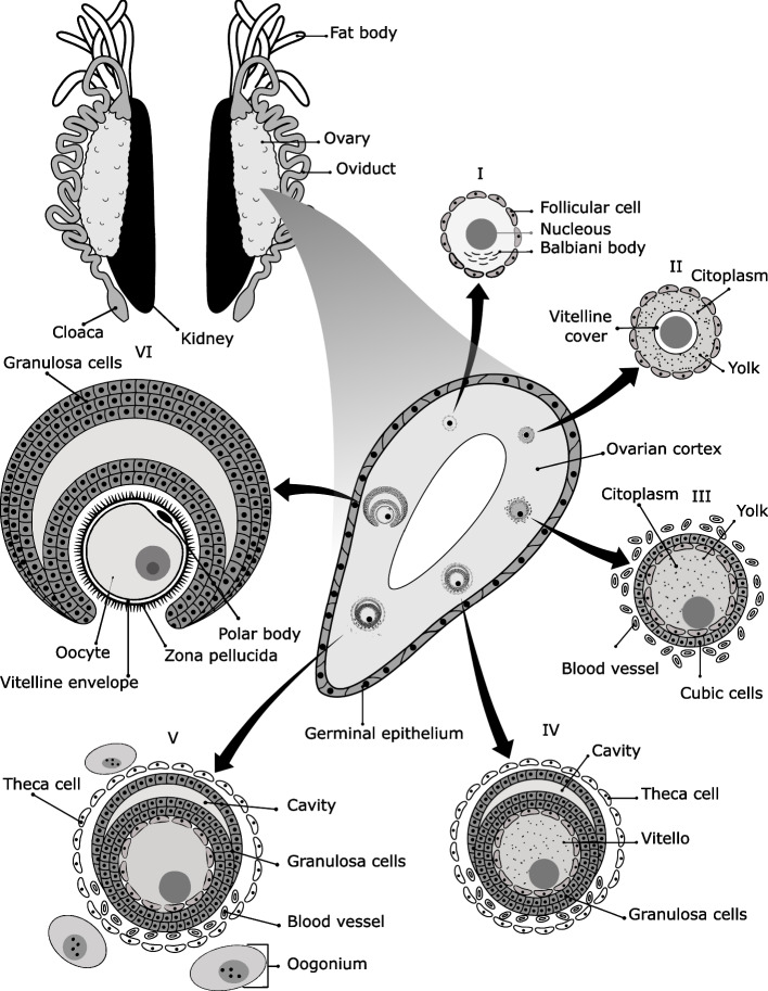 A review of the reproductive system in anuran amphibians.