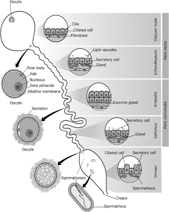 A review of the reproductive system in anuran amphibians.