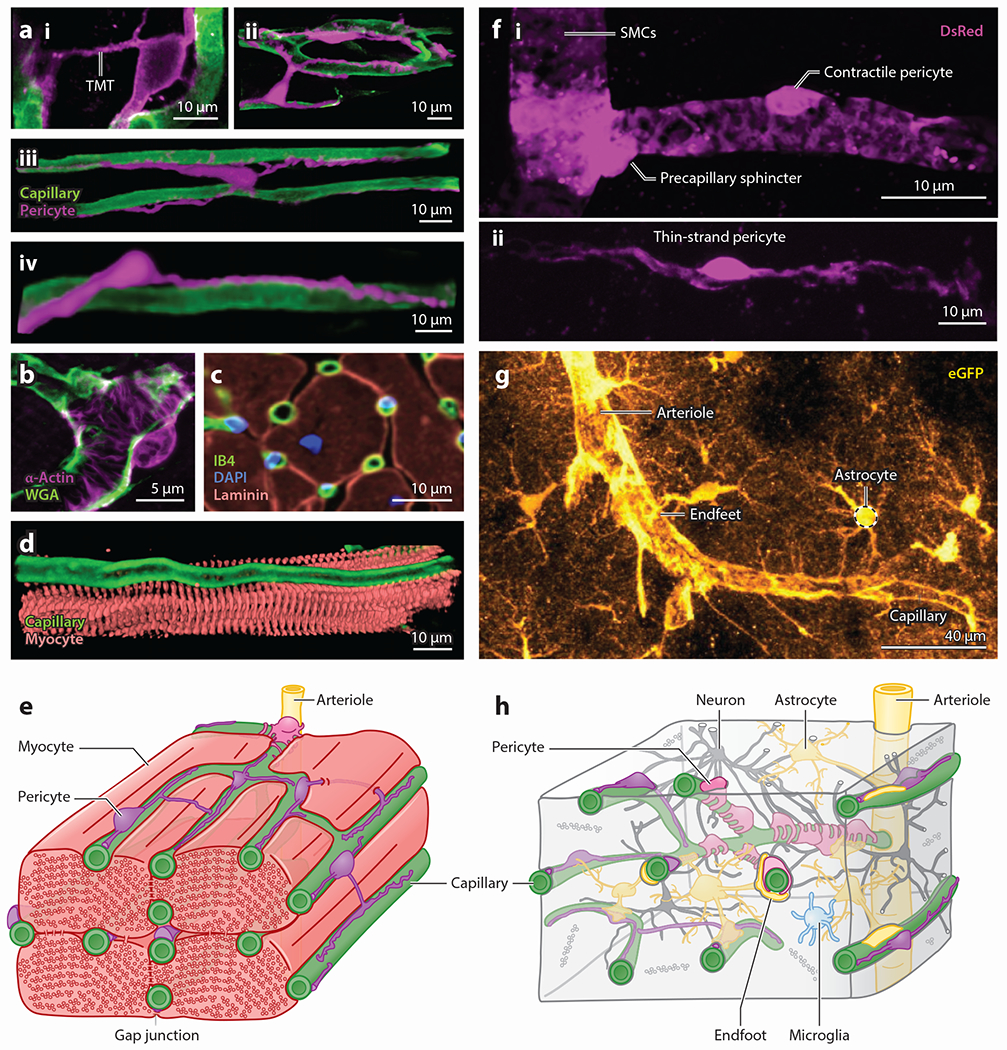 Pericytes and the Control of Blood Flow in Brain and Heart.