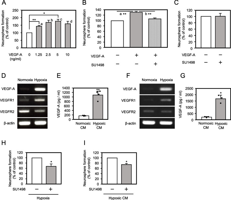 Organization of self-advantageous niche by neural stem/progenitor cells during development via autocrine VEGF-A under hypoxia.