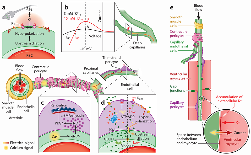 Pericytes and the Control of Blood Flow in Brain and Heart.