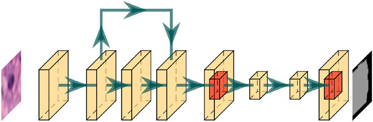 NuKit: A deep learning platform for fast nucleus segmentation of histopathological images.