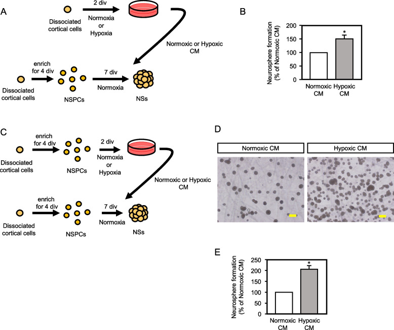 Organization of self-advantageous niche by neural stem/progenitor cells during development via autocrine VEGF-A under hypoxia.