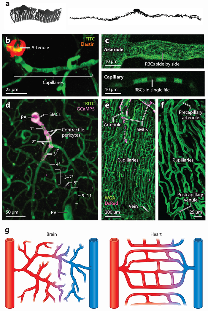 Pericytes and the Control of Blood Flow in Brain and Heart.