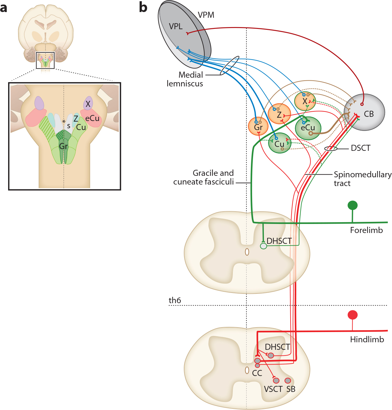 Proprioception: A New Era Set in Motion by Emerging Genetic and Bionic Strategies?