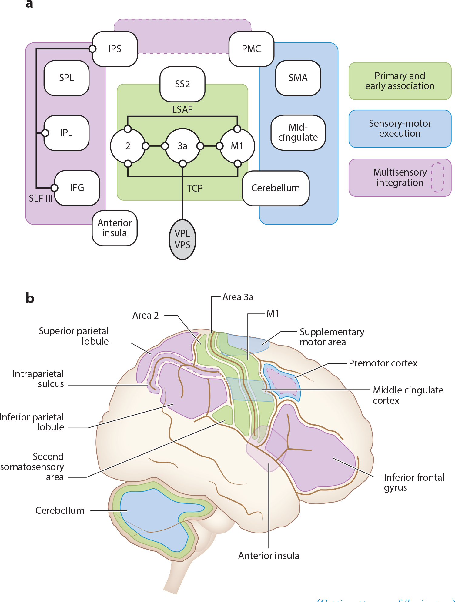 Proprioception: A New Era Set in Motion by Emerging Genetic and Bionic Strategies?