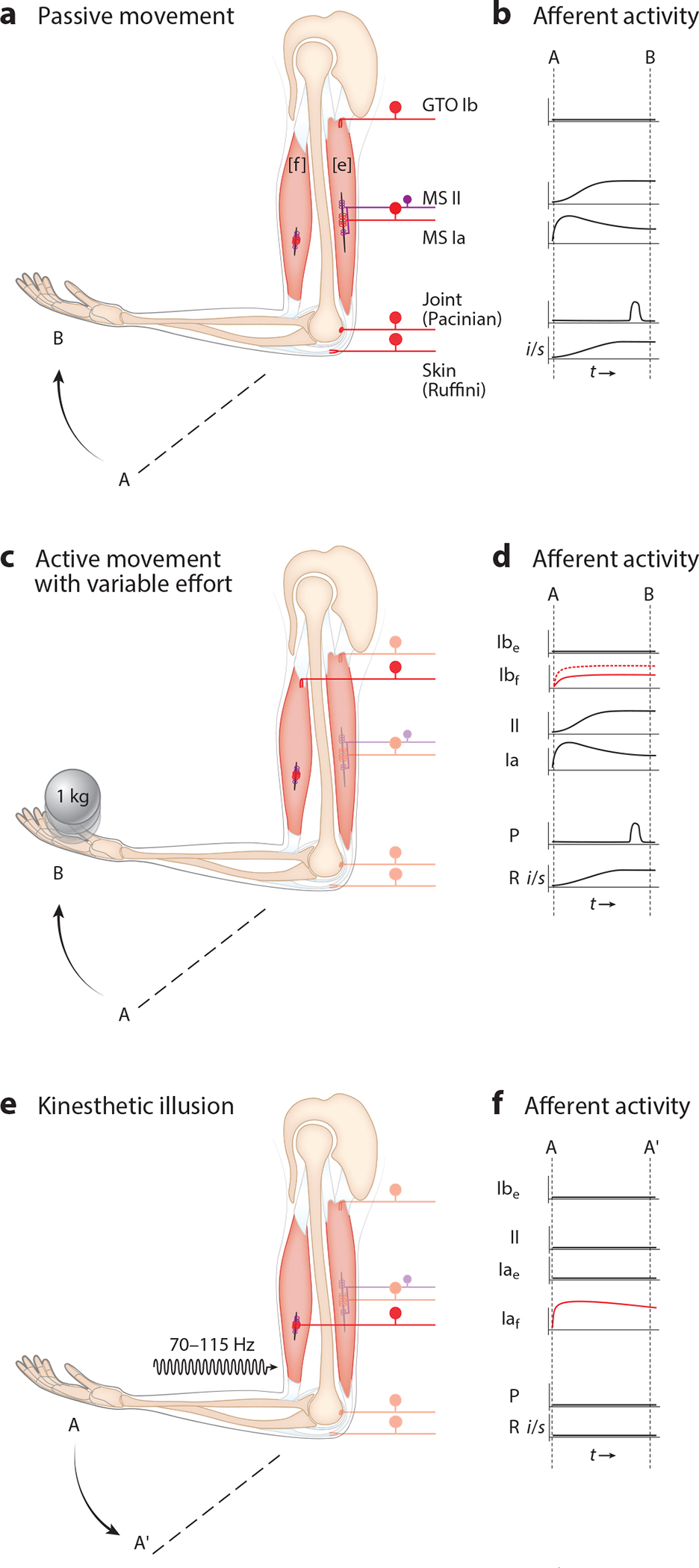 Proprioception: A New Era Set in Motion by Emerging Genetic and Bionic Strategies?