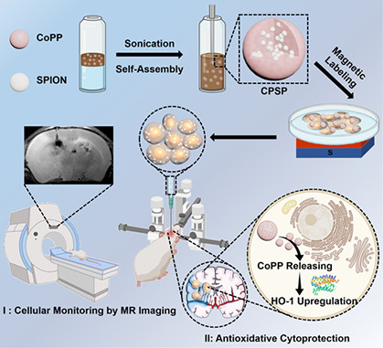 Metal protoporphyrin-induced self-assembly nanoprobe enabling precise tracking and antioxidant protection of stem cells for ischemic stroke therapy.