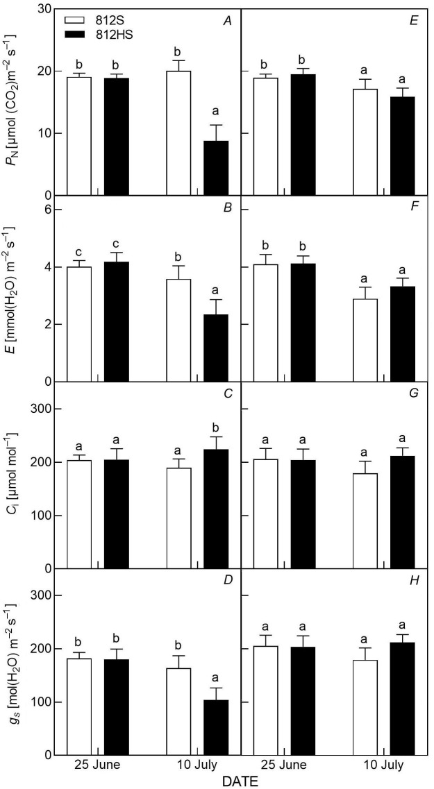 The photosynthetic function analysis for leaf photooxidation in rice.