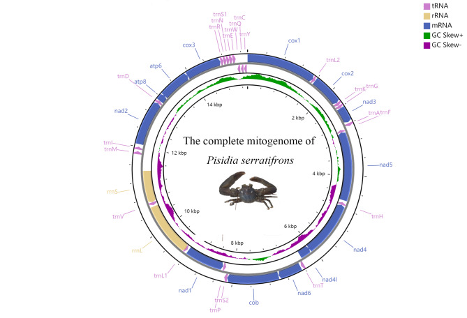 Novel gene re-arrangement in the mitochondrial genome of <i>Pisidiaserratifrons</i> (Anomura, Galatheoidea, Porcellanidae) and phylogenetic associations in Anomura.
